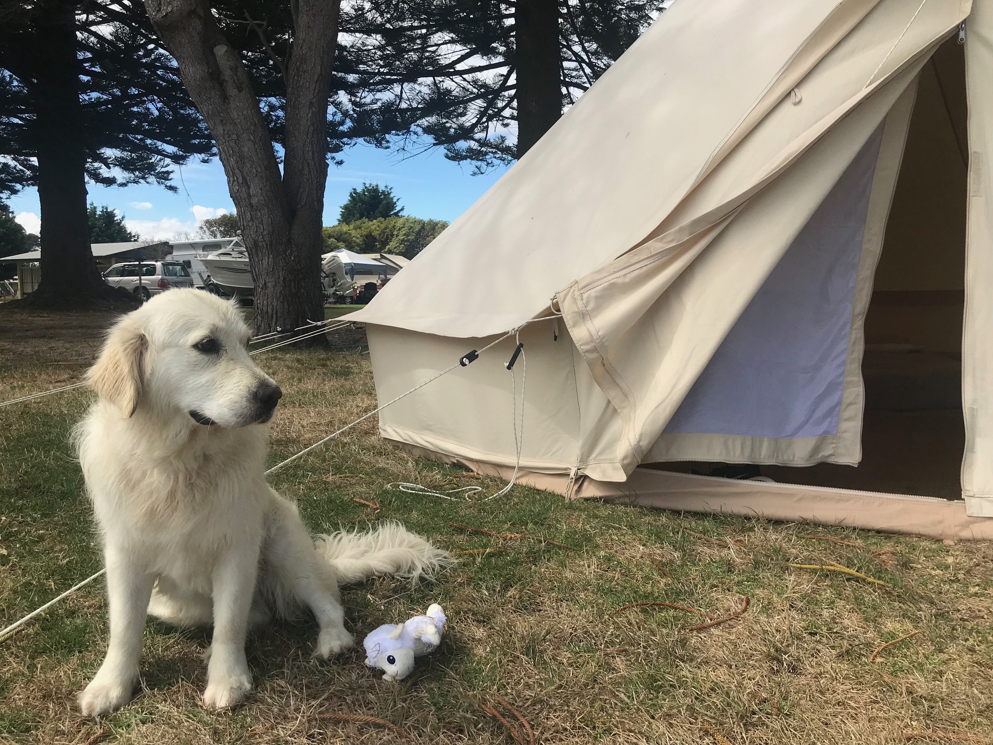 image showing pet friendly bell tent with golden retriever sat outside